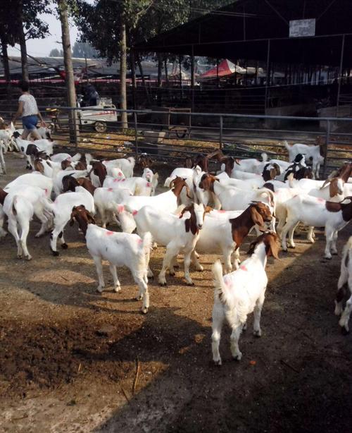 桂林纯种波尔山羊首选天泽园养殖基地