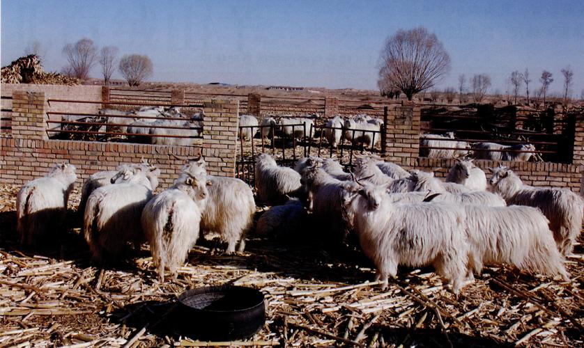 陕北白绒山羊养殖技术及价格/陕北白绒山羊功能特性主要用途分布原