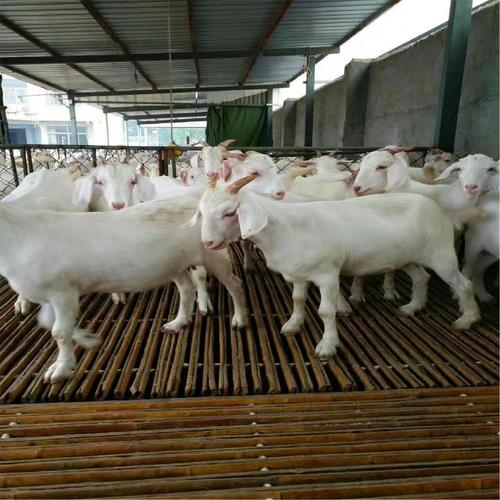 白山羊养殖,肉羊养殖基地出售白山羊 黑山羊 波尔山羊商品大图