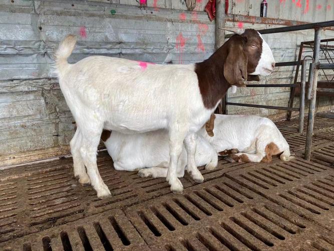 波尔山羊专业养殖场 定制波尔小羊羔 可先养后付款