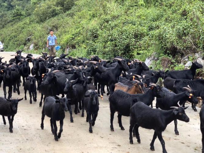 隆林各族自治县——全程生态养殖的山林黑山羊