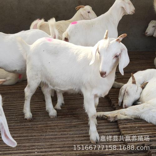 养养技术视频 作种白山羊 纯种白山羊养殖场 白山羊羊羔产地货源