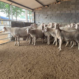 山羊牧业种苗