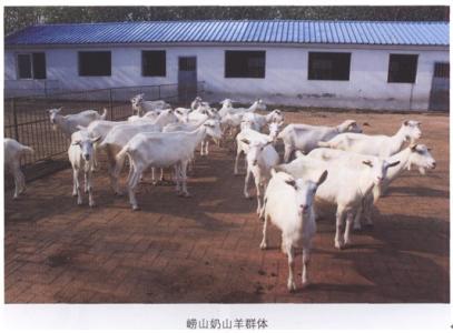 阳江市奶山羊养殖场