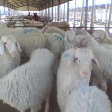 种羊养殖基地