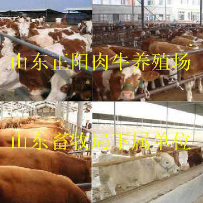 肉羊养殖前景河南≮波尔山羊市场价格≯_农副产品