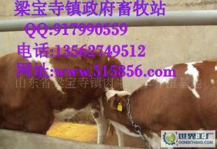 肉牛养殖波尔山羊营养价值报告合作社_农副产品